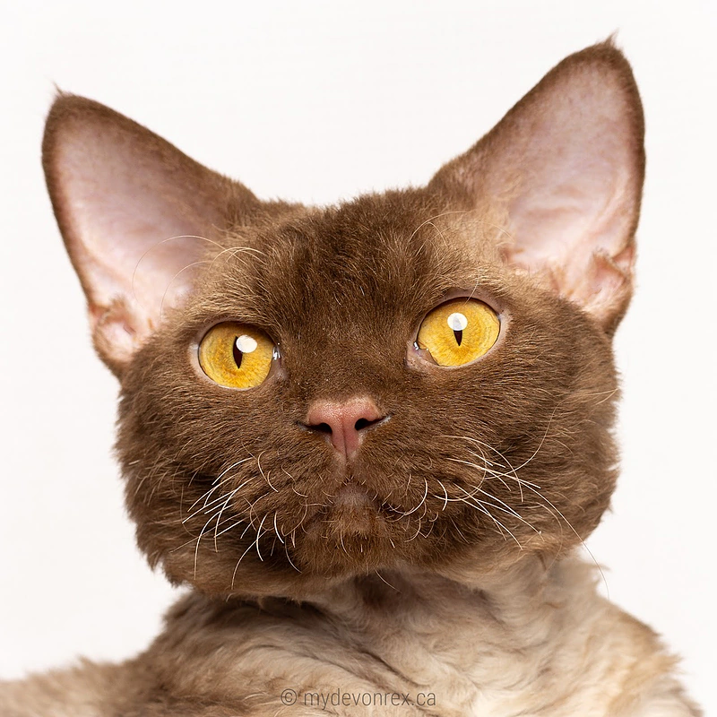 mydevonrex.ca